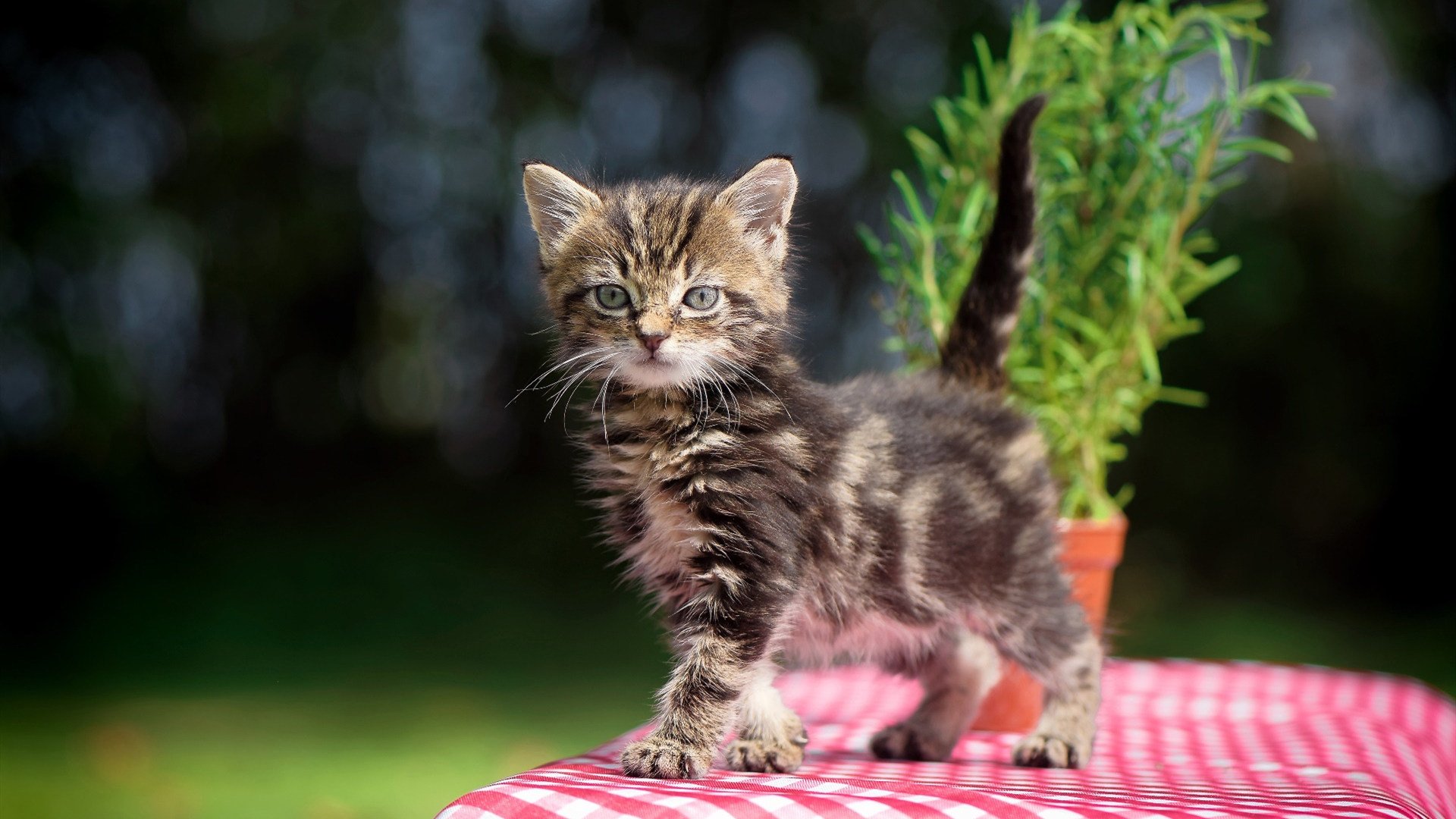 全球化的脚步：NBA在世界范围内的文化传播与交流，nba全球影响力大吗