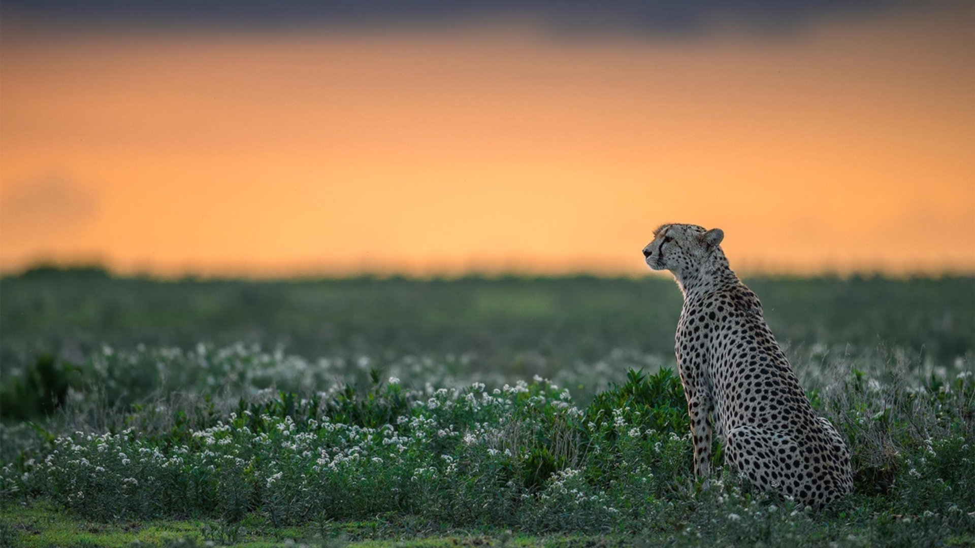 爱游戏电竞官网-“攻势如潮，比分持续飙升！谁能守住领先优势？”，即时比分查询