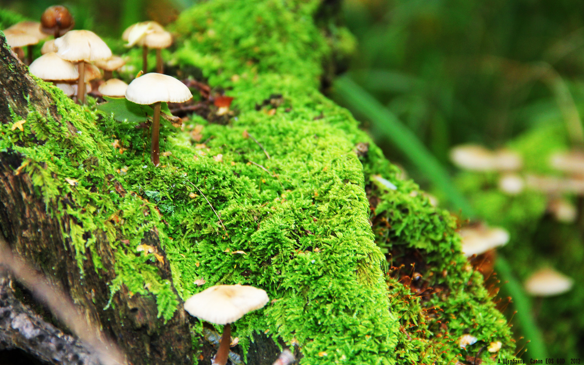 “英超争夺激烈，球队为冠军奋战到底”，“英超”