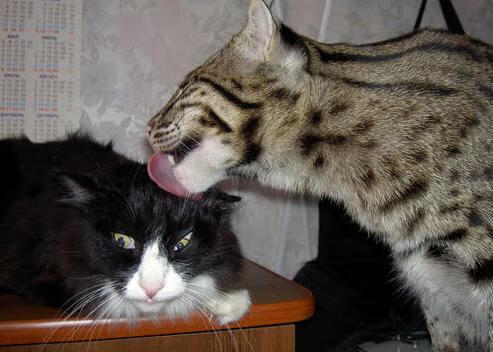 世界飞盘淘汰赛,团队配合的巅峰对决,世界飞盘联合会规定国际团队飞盘比赛每一分场上人数