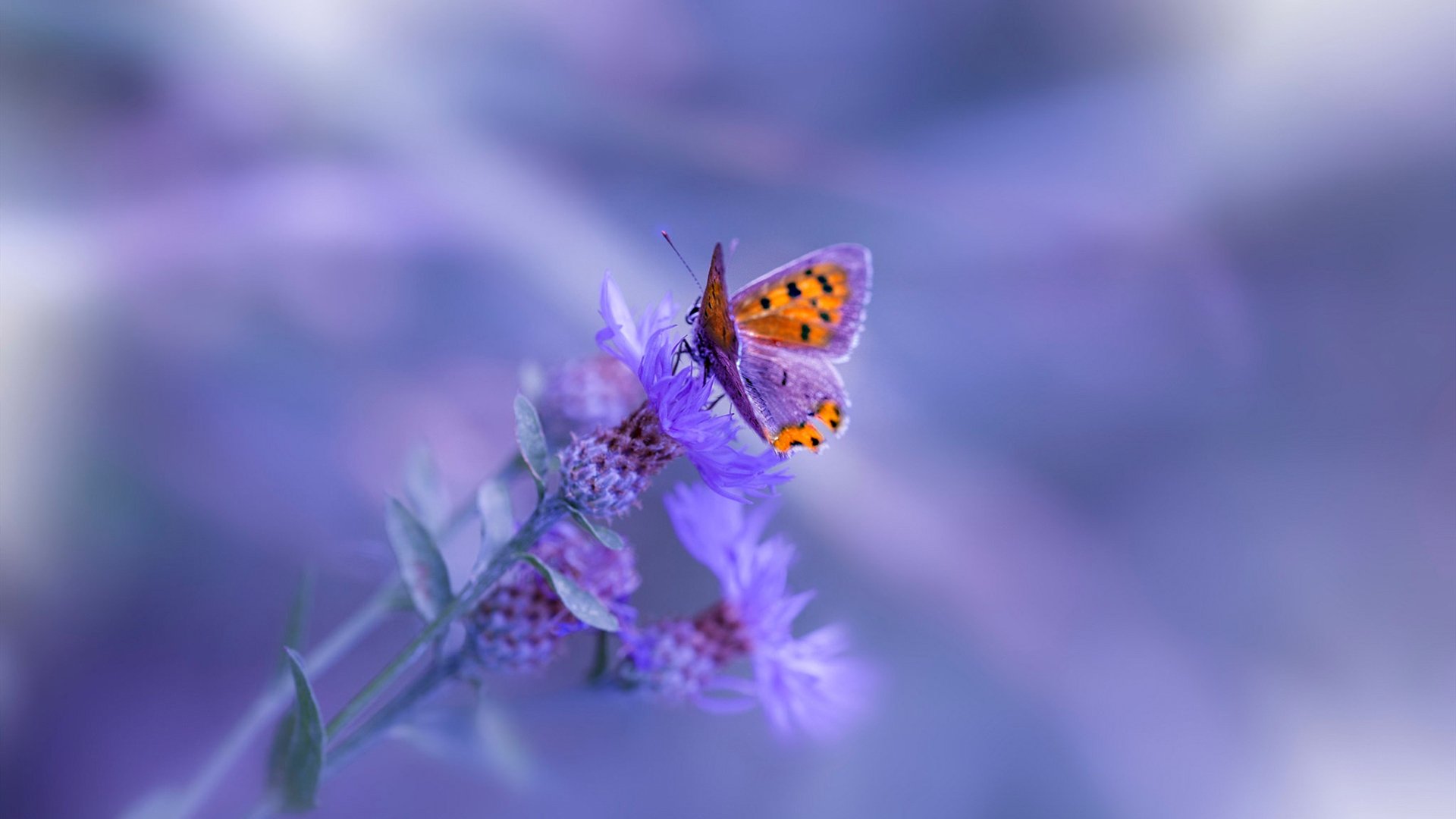 爱游戏官方网站-圣洛伦索球员因拖欠工资罢训，俱乐部承诺解决，圣洛伦索vs帕特罗纳图